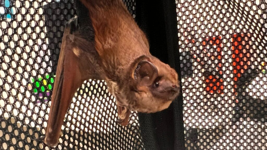 Bat Week shines lights on Hawaii’s only native land mammal