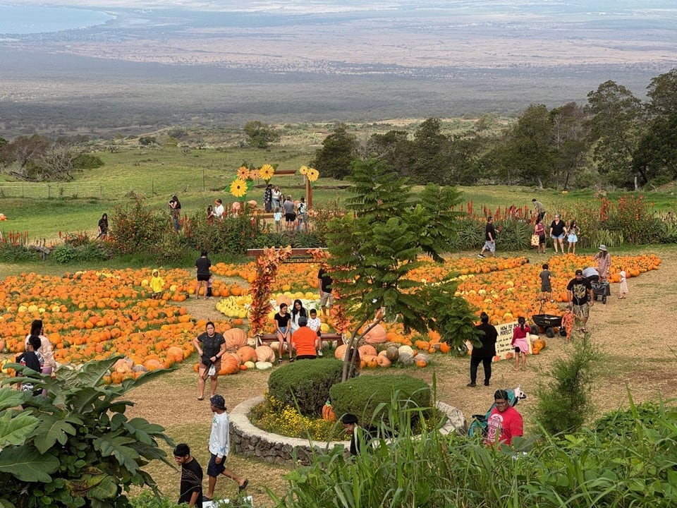 Toyota Hawaii to cover admission for 3K guests at Kula pumpkin patch