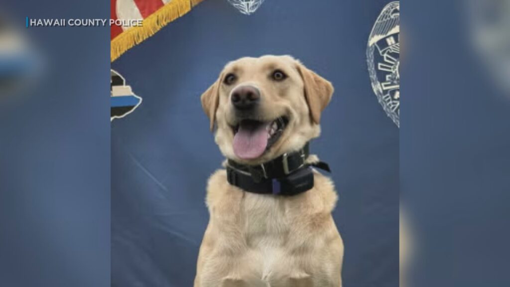 ‘Absolutely amazing’: K9 helps find missing man on Hawaii Island
