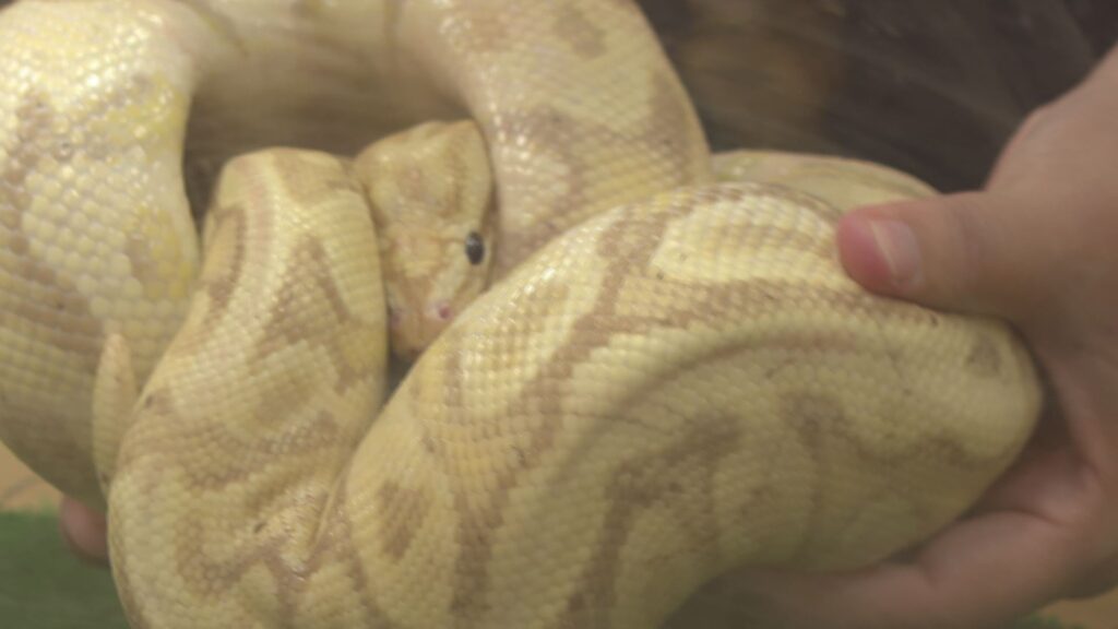 45-inch illegal ball python captured in Waianae
