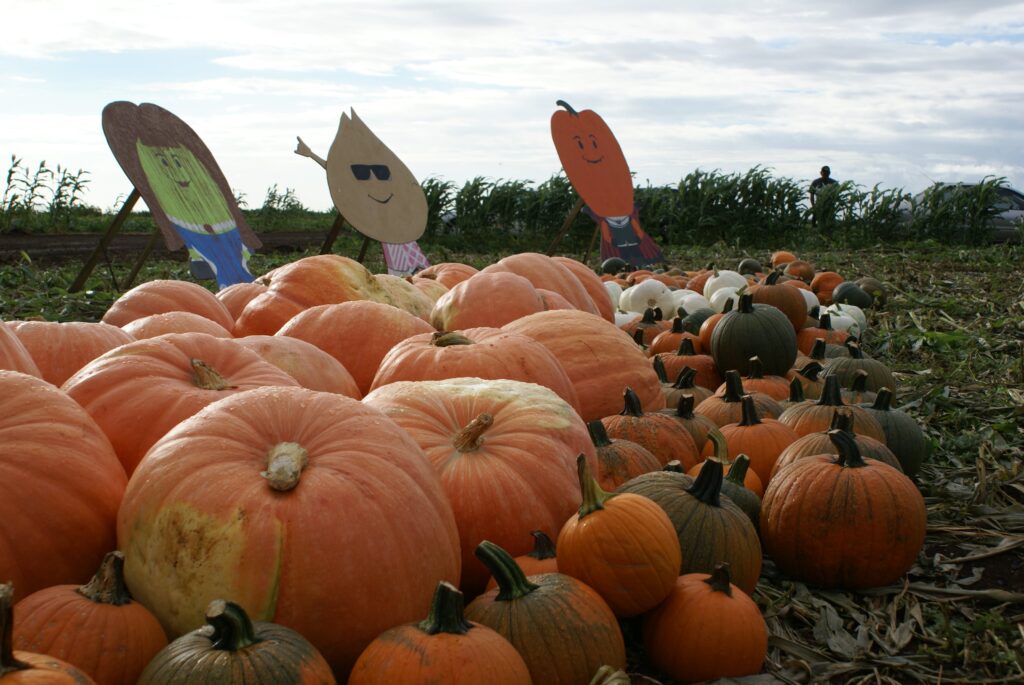 Hawaii Halloween events 2026: Trick-or-treat, attractions across the islands