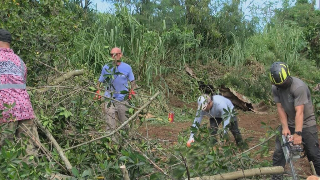 Waialua volunteers clear mangroves along Kiikii Stream to help prevent flooding
