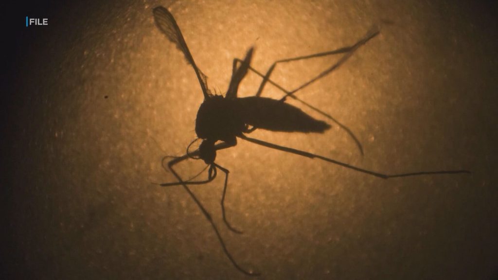 Dept. of Health confirms eighth travel-related dengue virus case on Oahu